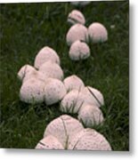 Pink Mushrooms Oh My Metal Print