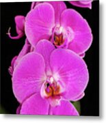 Pink Orchid Against A Black Background Metal Print
