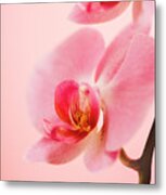 Pink Orchid Closeup Metal Print