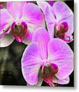 Pink Orchid Metal Print