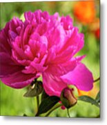 Pink Peony Flower Blossom Metal Print