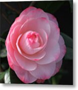 Pink Petals Camellia Metal Print