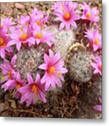 Pink Pincushion Metal Print