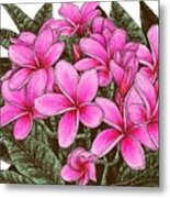 Pink Plumeria Flowers Metal Print