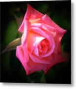 Pink Rose Metal Print