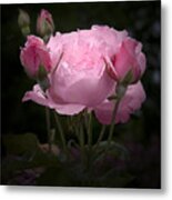 Pink Rose With Buds Metal Print