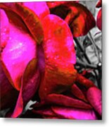Pink Roses Metal Print