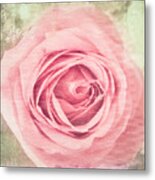 Pink, Single Rose Metal Print