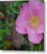 Pink Tea Rose Metal Print