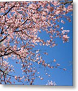 Pink Trees In Full Bloom In Spring Metal Print