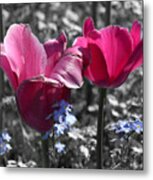Pink Tulips In The Morning Metal Print