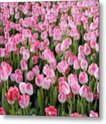 Pink Tulips- Photograph Metal Print