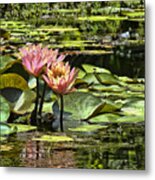 Pink Water Lily Reflections Metal Print
