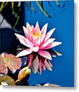 Pink Water Lily With Reflection Metal Print