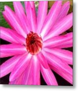 Pink Waterlilly Metal Print