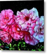 Pink - White Roses Metal Print