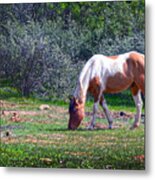 Pinto Grazing Metal Print