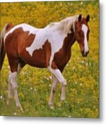 Pinto Horse In Wild Flowers Metal Print