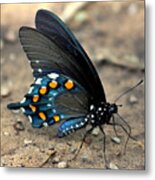 Pipevine Swallowtail Close-up Metal Print