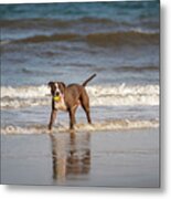 Pitbull Terrier Metal Print