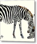 Plains Zebras Metal Print