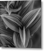Plant With Large Leaves Metal Print
