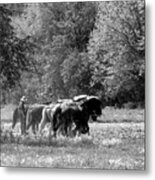 Plowing The Old Way 1 Metal Print