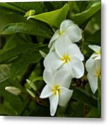 Plumeria Metal Print