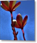 Plumeria Two Metal Print