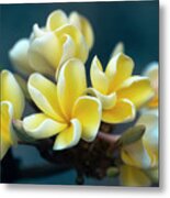 Plumerias Out Of The Blue Metal Print