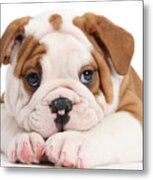 Po-faced Bulldog Metal Print