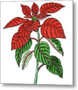 Poinsettia Plant Watercolor Metal Print