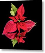 Poinsettia Reflection Metal Print