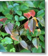 Poison Ivy In August Metal Print