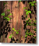 Poison-oak On Incense Cedar Metal Print