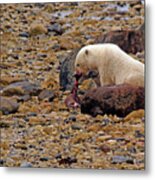 Polar Bear Eating Ringed Seal Metal Print