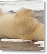 Polar Bear Nap Time Metal Print