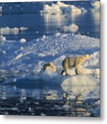 Polar Bear And Cubs On Ice Metal Print