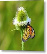 Polka Dotted Butterfly Metal Print