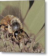 Pollinating Bee Metal Print