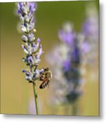 Pollinating Metal Print