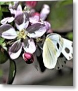 Pollinating The Apple Blossoms Metal Print
