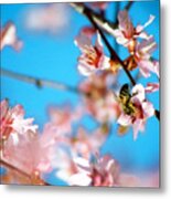 Pollination 1.13 Metal Print