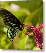 Pollination - Common Birdwing Butterfly Metal Print