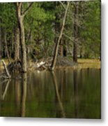 Pond Reflection Metal Print