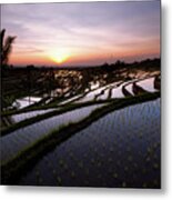 Pools Of Rice Metal Print