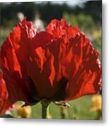 Poppies 4 Metal Print