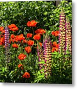 Poppies And Lupines Metal Print