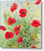 Poppies And Mayweed Metal Print