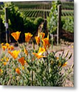 Poppies And Vines Metal Print